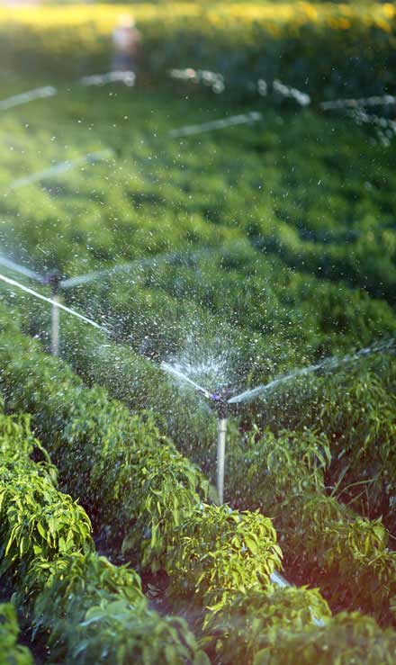 LinkNow Media Irrigation System Repair