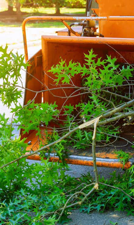 LinkNow Media Tree Trimming