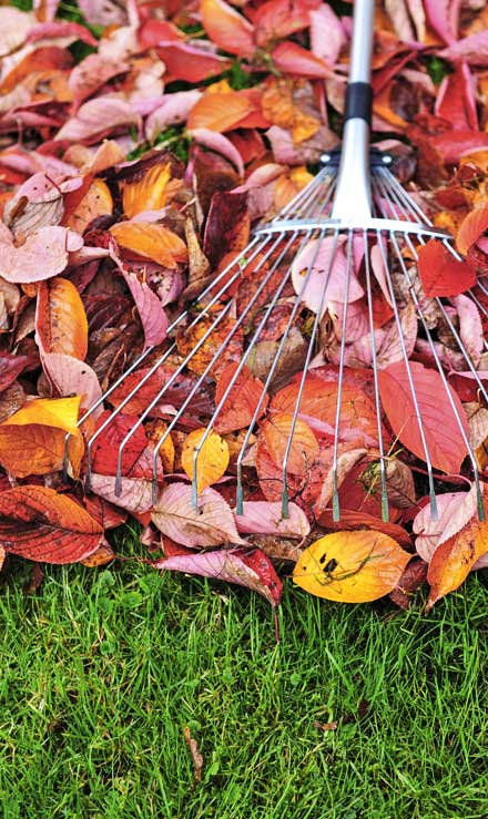 LinkNow Media Fall Clean Up