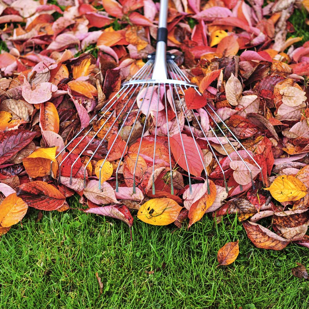 Fall Clean-Up Service